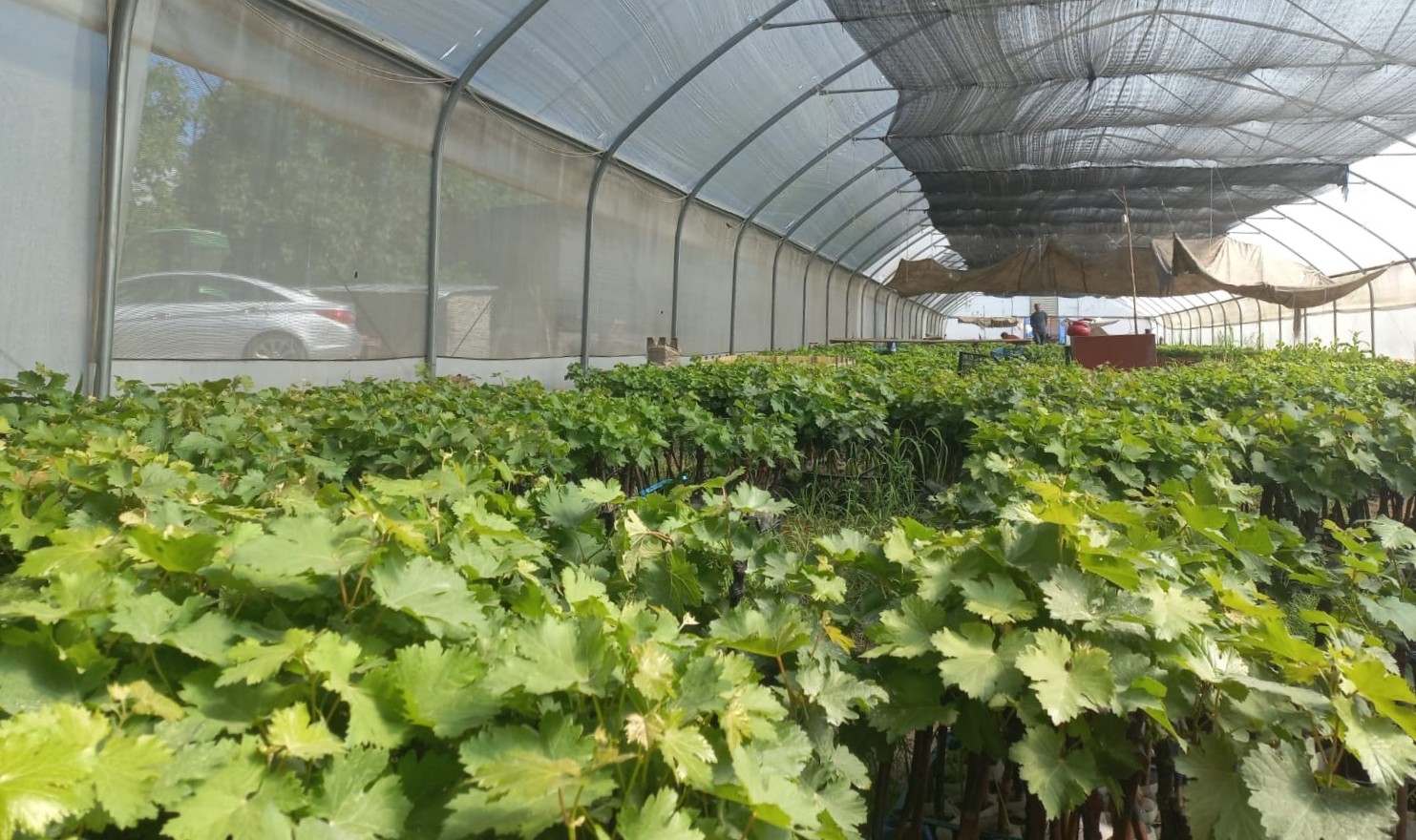 Traditional Meskhetian Vines Bring New Life to Samtskhe-Javakheti’s Winemaking Heritage