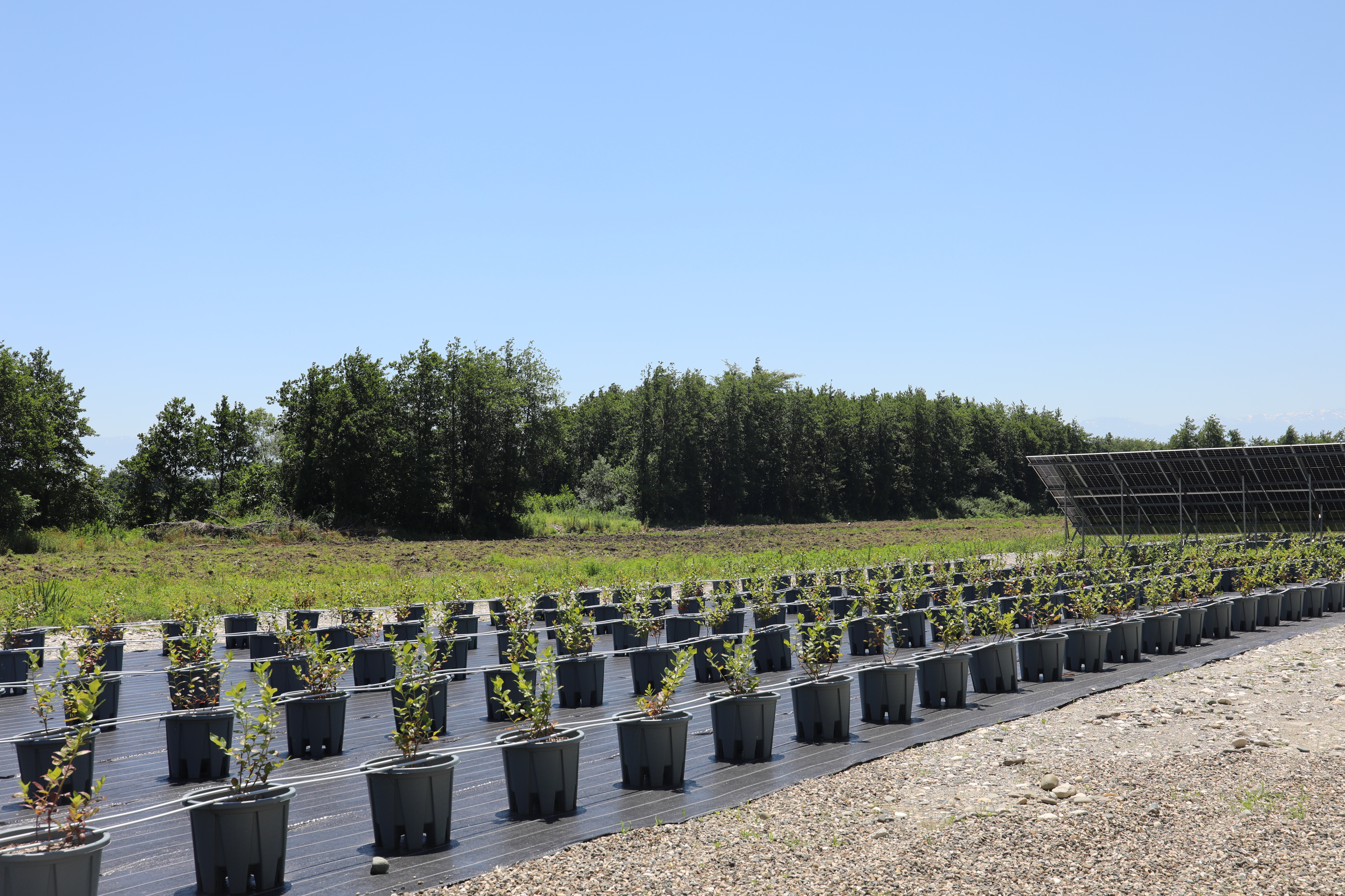 From Bush to Bottle: Field Day Showcases Climate-Smart Innovation in Georgia’s Blueberry Value Chain