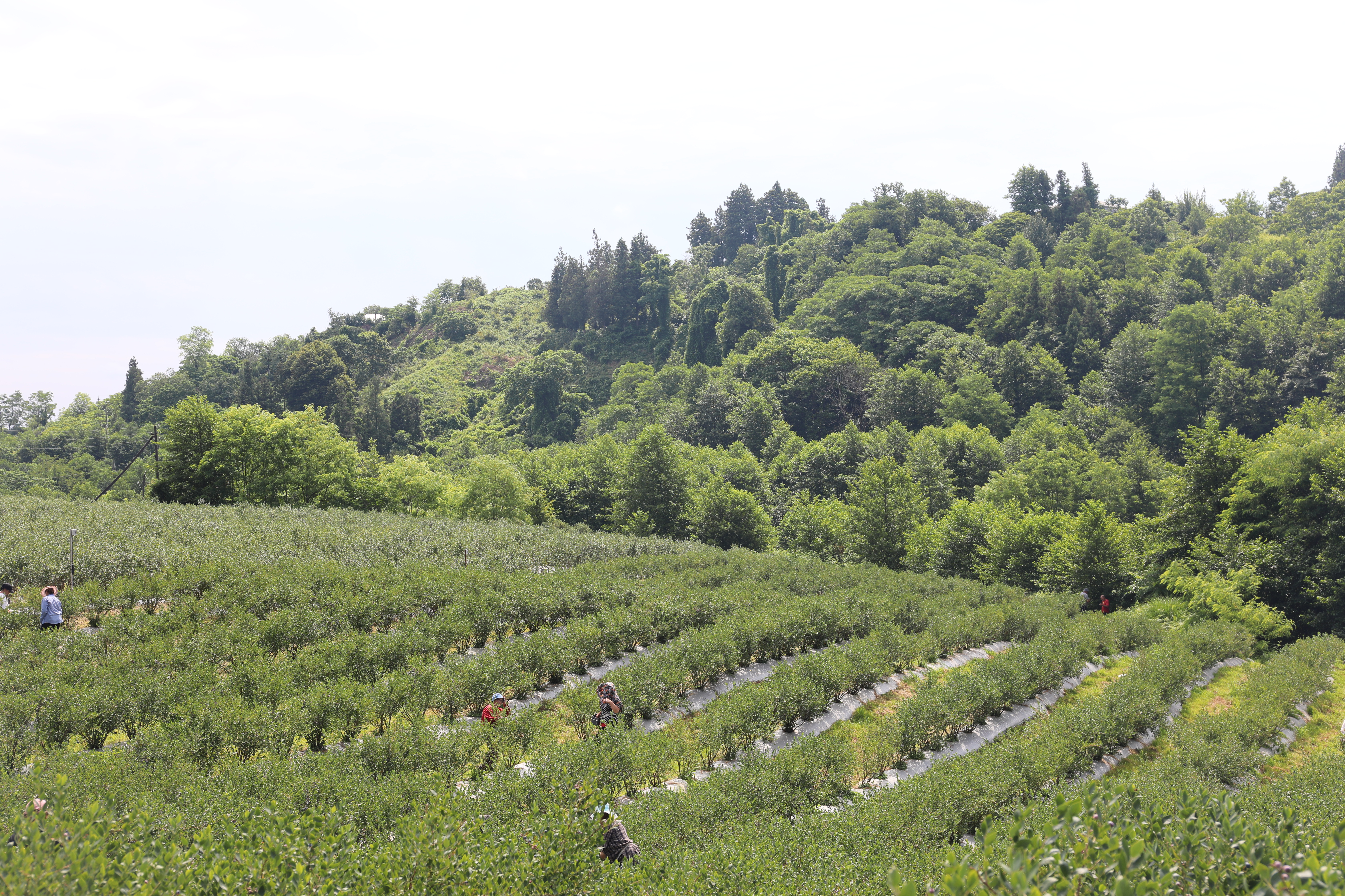 Smart Farming in Action: Field Day Highlights Digital Technologies for Climate-Resilient Blueberry Production
