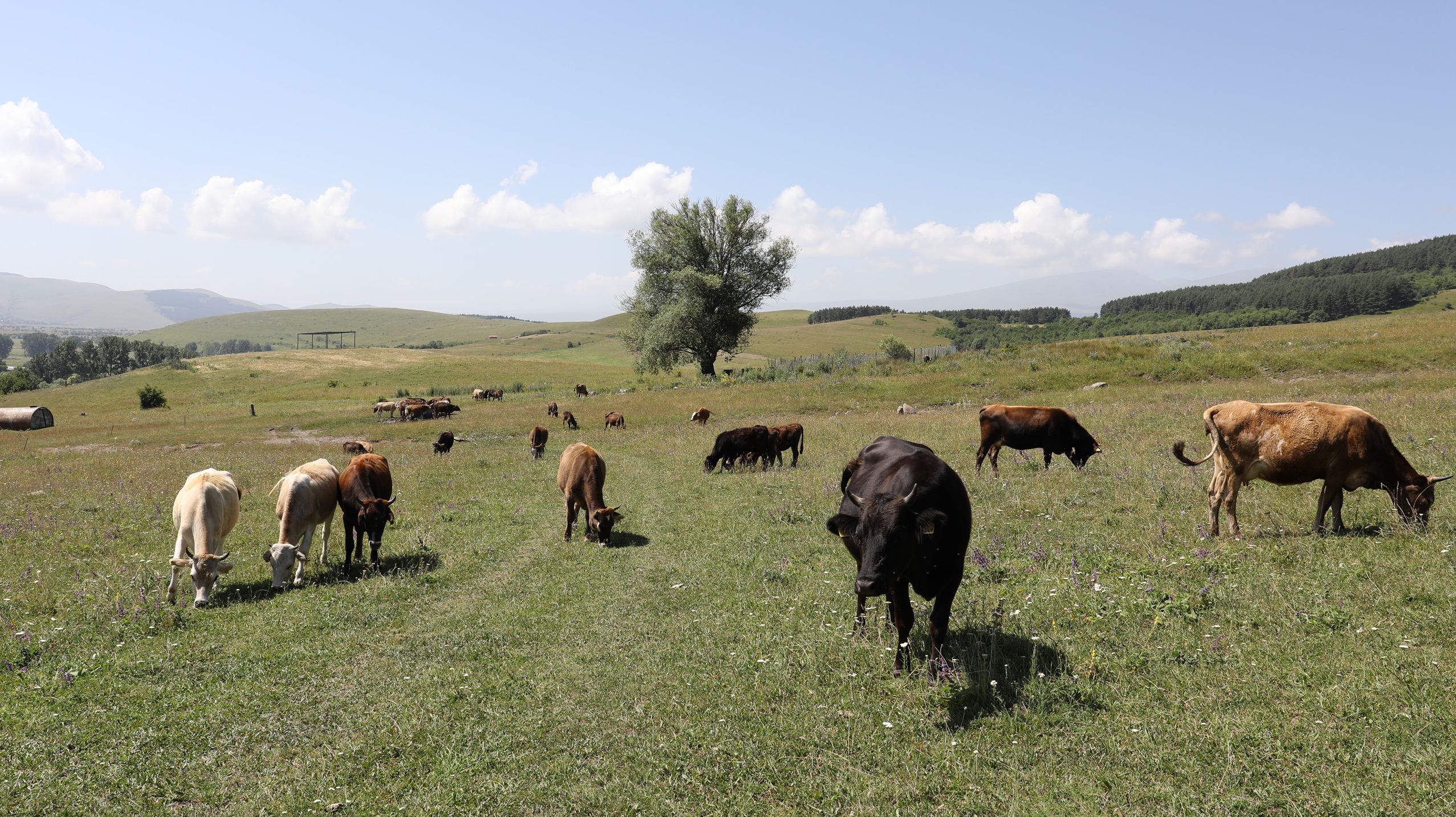 How a Holistic Approach to Pasture Management is Transforming Livelihoods in Dmanisi