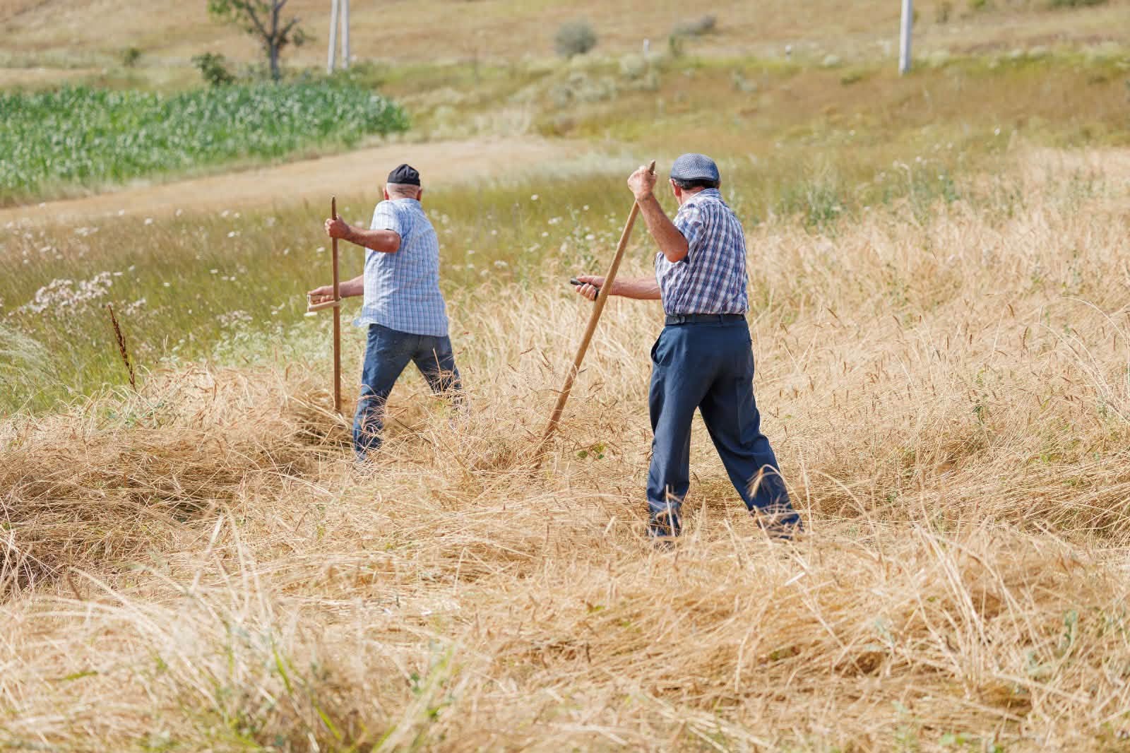 Where Every Grain Tells A Story: Celebrating Wheat Heritage and Agrobiodiversity in Village Ghreli