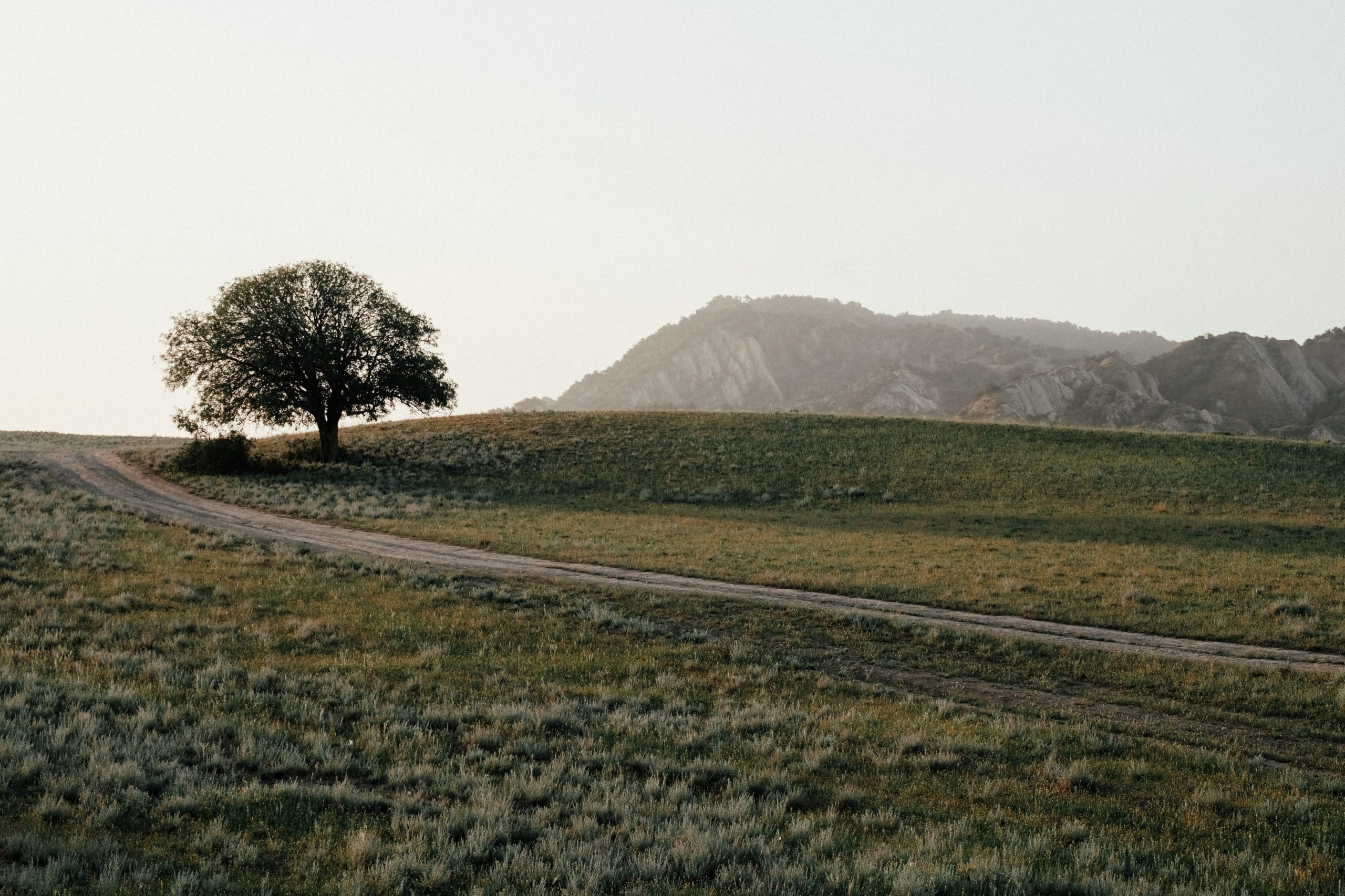 REC Caucasus Joins World Environment Day 2024 Celebrations: A Focus on Land Restoration, Desertification, and Drought Resilience