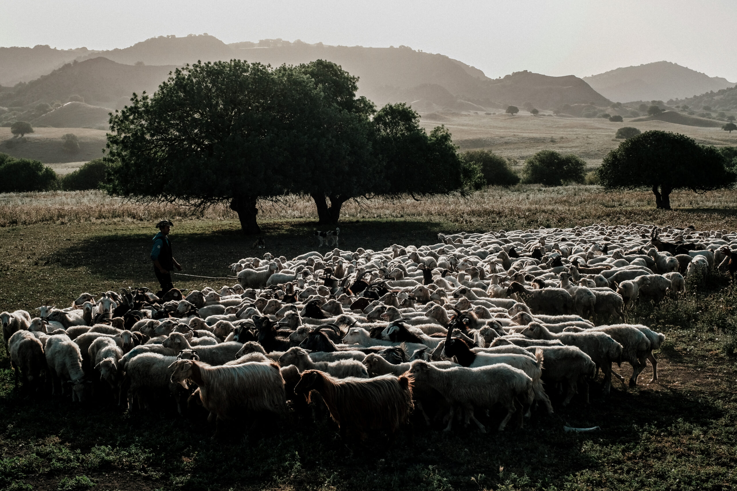 USFS and REC Caucasus’ Joint Effort in Developing Sustainable Pasture Management Policy