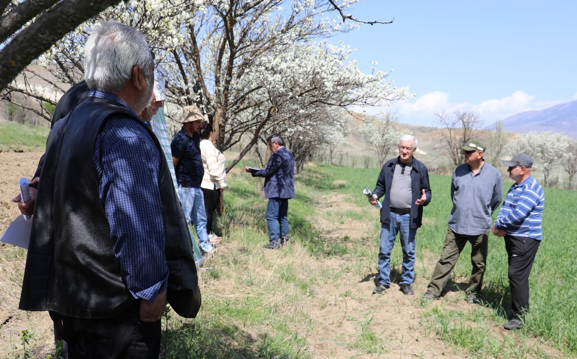 Ancient Georgian Wheat “Tsiteli Doli” Revives and Creates Possibilities for Agrotourism Development