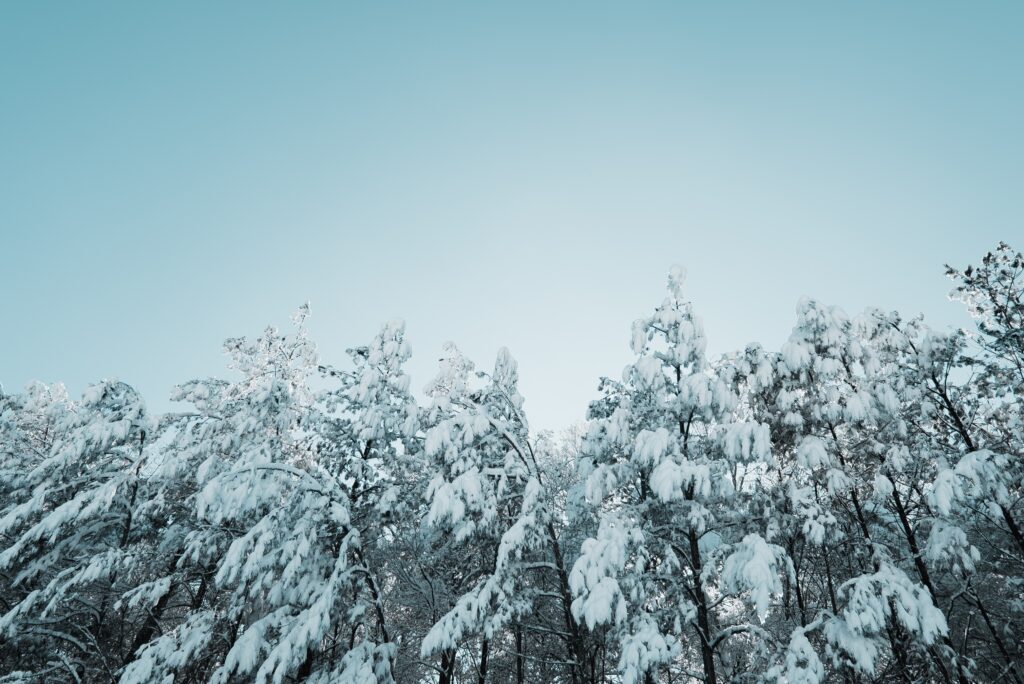 UNECE And FAO Funded Project: Sustainable Forest Management For Greener Economies In The Caucasus And Central Asia