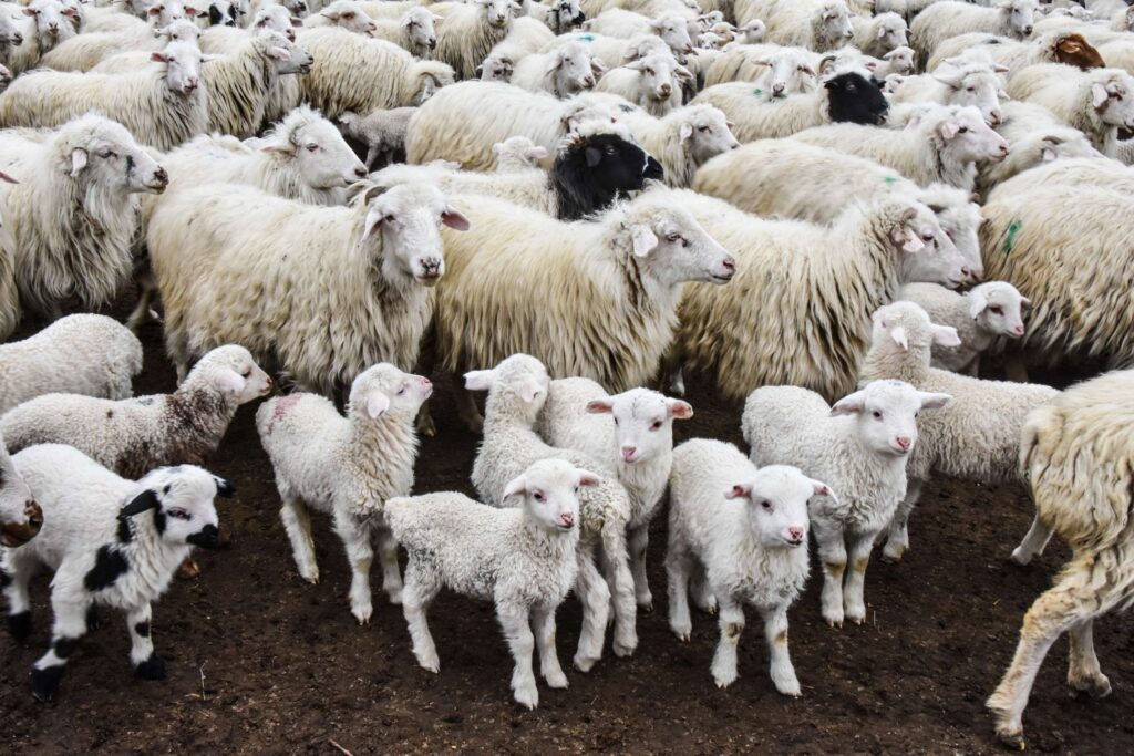 Assessment of Pasture Condition in Sagarejo Municipality, Georgia